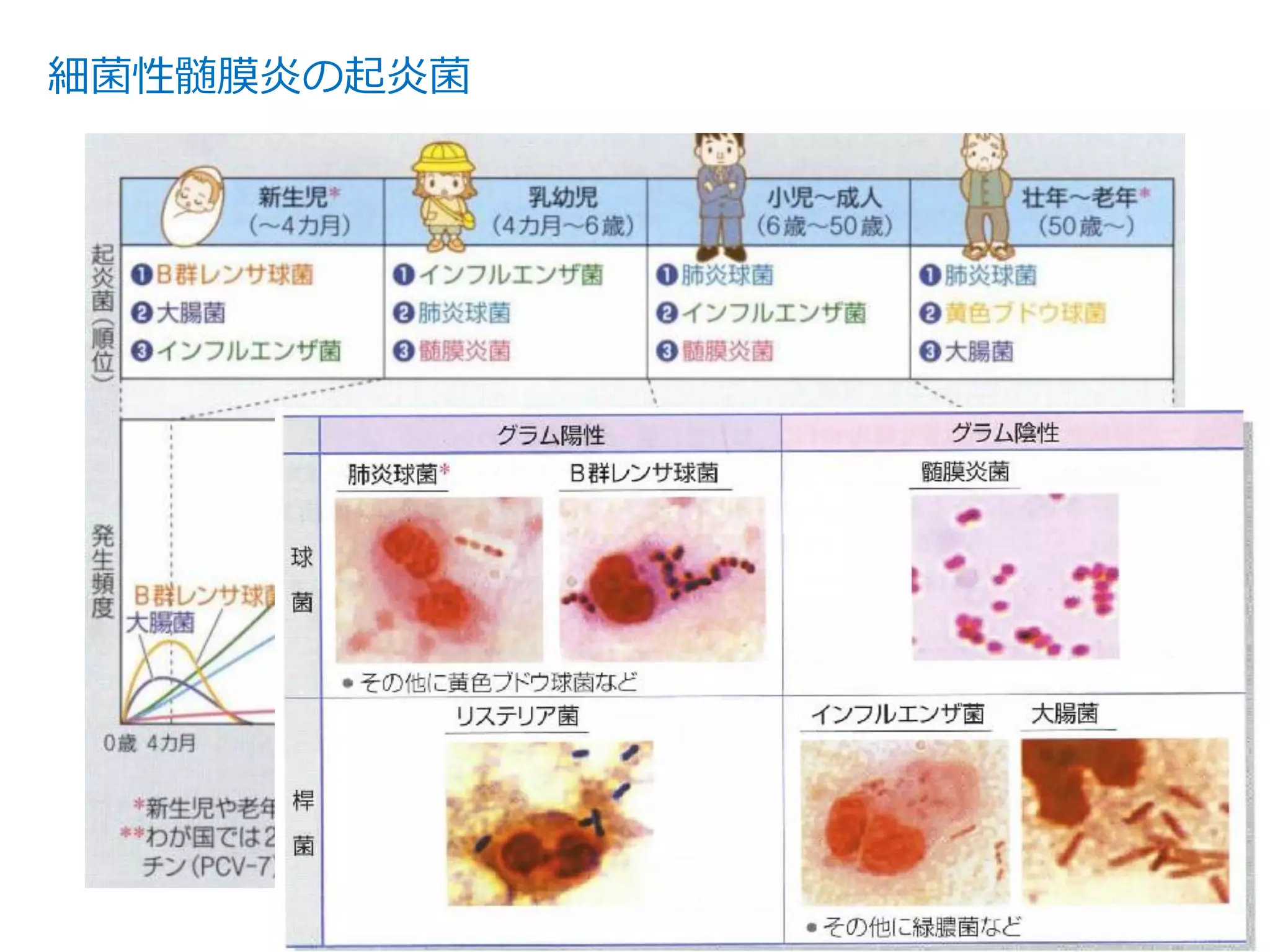 細菌性髄膜炎の起炎菌
「病気がみえる vol.7 脳・神経」
 