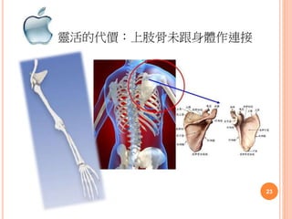 靈活的代價：上肢骨未跟身體作連接
23
 