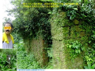 晴空下的大粗坑聚落，翠綠枝葉掩蓋了荒廢山城的傾頹石牆，
不知道吳念真先生的家又是在哪個角落?。
步道旁新設的路標也逐漸被野草所吞沒了
 