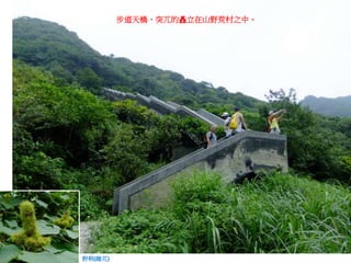 步道天橋，突兀的矗立在山野荒村之中。
野桐(雌花)
 