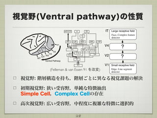 視覚野(Ventral pathway)の性質
視覚野: 階層構造を持ち，階層ごとに異なる視覚課題の解決
初期視覚野: 狭い受容野，単純な特徴抽出 
Simple Cell，Complex Cellの存在
高次視覚野: 広い受容野，中程度に複雑な特徴に選択的
28
V1
V2
V4
PITCIT
Ventral Pathway
AIT
TEO
TE
V1
V2
V3 VP
V4 MT VA/V4
PIT
AIT/CIT 8 TF
LIP MST DPL VIP
7a
V3A
V1
V4
V2
IT
Small receptive field
Edge, Line segment
detector
Large receptive field
Face, Complex feature
detector
?
?
(Felleman & van Essen 91 を改変)
 
