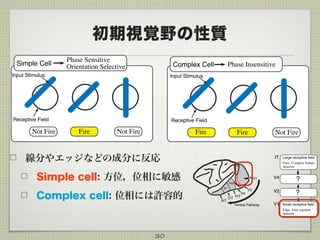 初期視覚野の性質
線分やエッジなどの成分に反応
Simple cell: 方位，位相に敏感
Complex cell: 位相には許容的
30
Simple Cell
Phase Sensitive
Orientation Selective
Receptive Field
Input Stimulus
Fire Not FireNot Fire
Phase InsensitiveComplex Cell
Receptive Field
Input Stimulus
Fire Not FireFire
V1
V2
V4
PITCIT
Ventral Pathway
AIT
TEO
TE
V1
V4
V2
IT
Small receptive field
Edge, Line segment
detector
Large receptive field
Face, Complex feature
detector
?
?
 