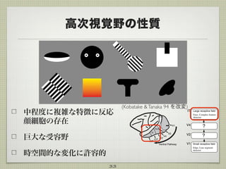 高次視覚野の性質
中程度に複雑な特徴に反応 
顔細胞の存在
巨大な受容野
時空間的な変化に許容的
33
V1
V2
V4
PITCIT
Ventral Pathway
AIT
TEO
TE
V1
V4
V2
IT
Small receptive field
Edge, Line segment
detector
Large receptive field
Face, Complex feature
detector
?
?
(Kobatake &Tanaka 94 を改変)
 