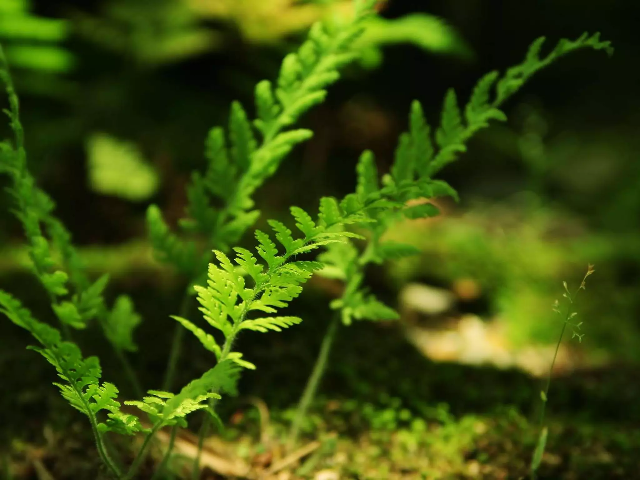 The Cookiepedia: A Book Review