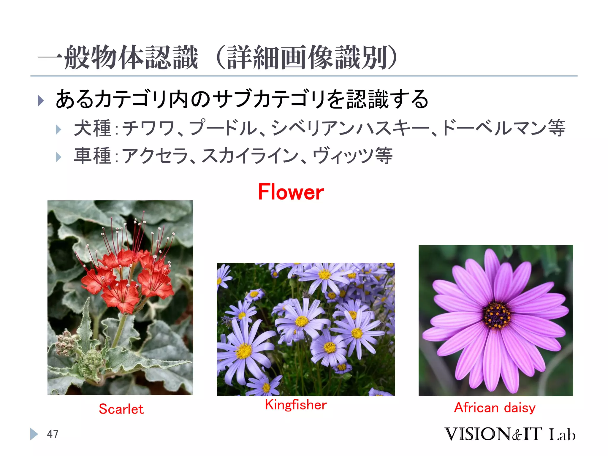 一般物体認識（詳細画像識別）
47
 あるカテゴリ内のサブカテゴリを認識する
 犬種：チワワ、プードル、シベリアンハスキー、ドーベルマン等
 車種：アクセラ、スカイライン、ヴィッツ等
Scarlet Kingfisher African daisy
Flower
 
