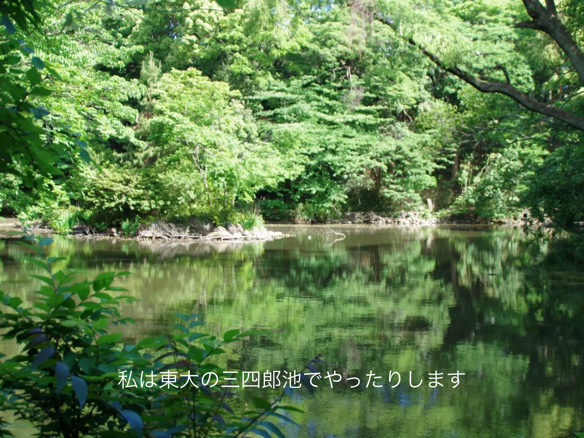 私は東大の三四郎池でやったりします
 