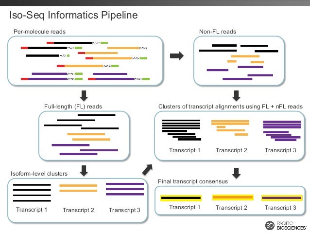 iso-seq