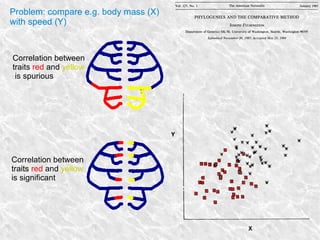 Problem: compare e.g. body mass (X)
with speed (Y)
Correlation between
traits red and yellow
is spurious
Correlation between
traits red and yellow
is significant
 