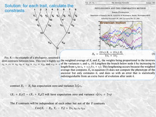 Solution: for each trait, calculate the
constrasts
Brownian motion
 