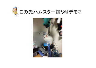 この先ハムスター餌やりデモ♡	
 