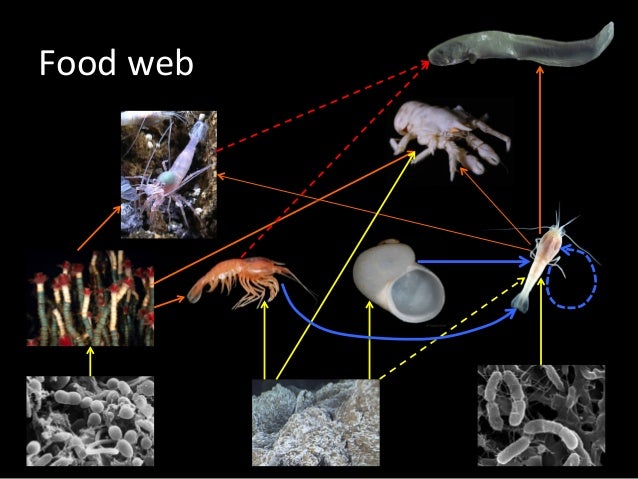 Mariana trench animals picture