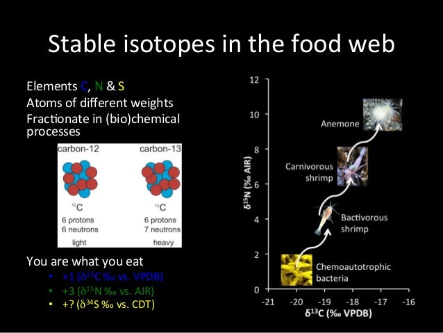 Chemosynthesis autotrophs picture