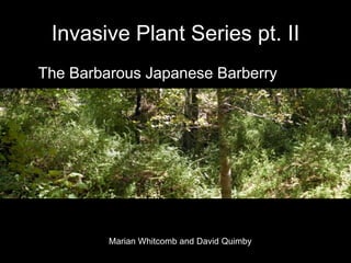 Invasive Plant Series pt. II
The Barbarous Japanese Barberry
Marian Whitcomb and David Quimby
 