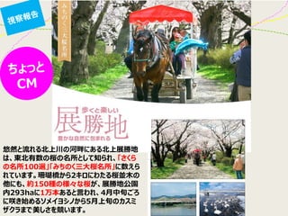 悠然と流れる北上川の河畔にある北上展勝地 は、東北有数の桜の名所として知られ、「さくら の名所100選」「みちのく三大桜名所」に数えら れています。珊瑚橋から2キロにわたる桜並木の 他にも、約150種の様々な桜が、展勝地公園 内293haに1万本あると言われ、4月中旬ごろ に咲き始めるソメイヨシノから5月上旬のカスミ ザクラまで美しさを競います。  