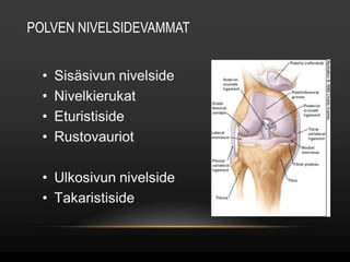 POLVEN NIVELSIDEVAMMAT 
 