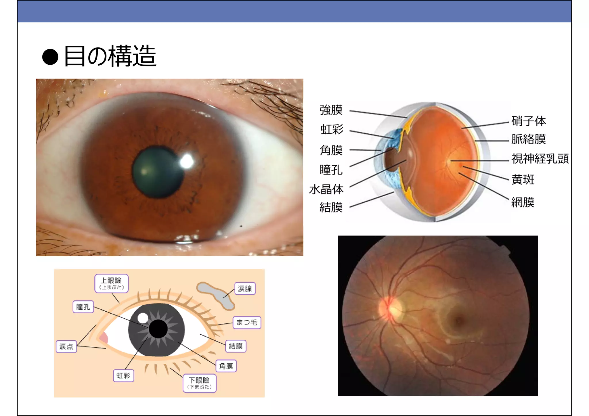 20140920 これだけは知っておきたい！目の解剖 ＠プライマリケア医の