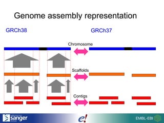 Genome assembly representation
GRCh38
Scaffolds
Contigs
Chromosome
GRCh37
 