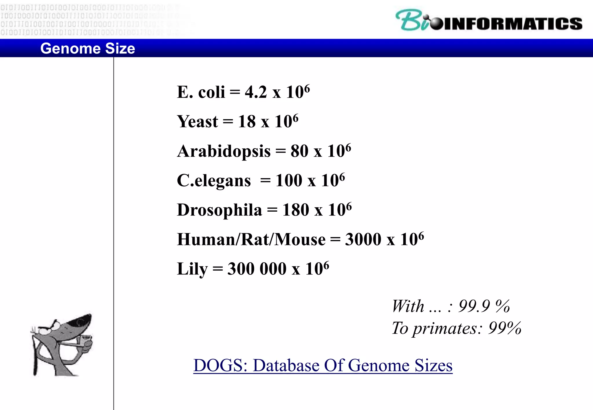Genome Size 
E. coli = 4.2 x 106 
Yeast = 18 x 106 
Arabidopsis = 80 x 106 
C.elegans = 100 x 106 
Drosophila = 180 x 106 
Human/Rat/Mouse = 3000 x 106 
Lily = 300 000 x 106 
With ... : 99.9 % 
To primates: 99% 
DOGS: Database Of Genome Sizes 
 