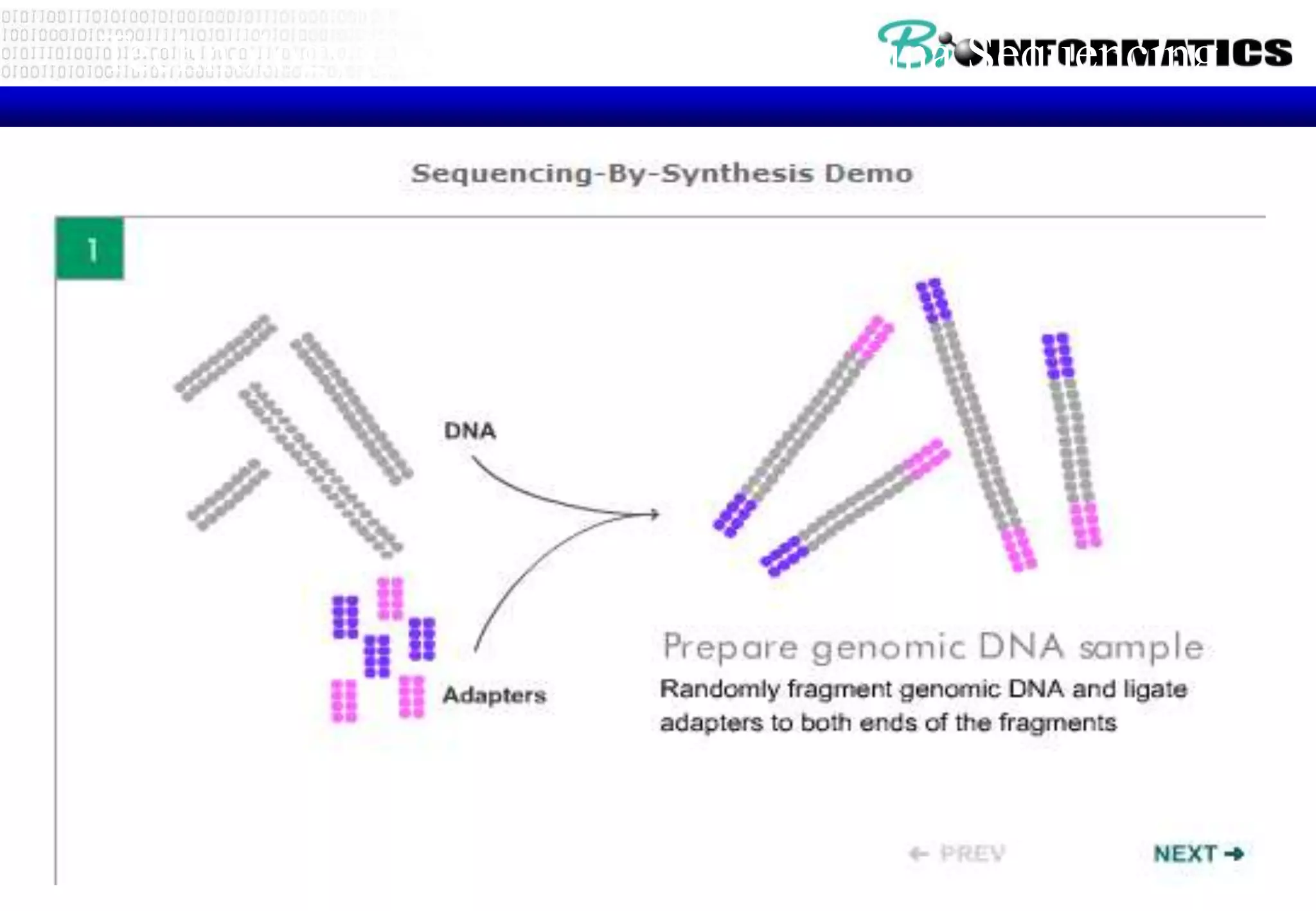 Technology Overview: Solexa/Illumina Sequencing 
 