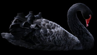 Cygnes noirs et agents provocateurs: l'entreprise créative comme fin et comme moyen par Olivier Thomas