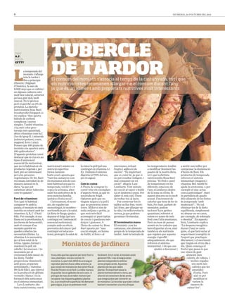 8 DIUMENGE, 26 D’OCTUBRE DEL 2014 
La temporada del 
moniato s’allarga 
tota la tardor i 
fins a principis 
d’hivern. Originari 
d’Amèrica, fa més de 
8.000 anys que es cultiva i 
en algunes cultures està 
molt ben valorat, sobretot 
pel seu gust dolç molt 
marcat. No té greixos 
però sí gairebé un 2% de 
proteïna. La dietista-nutricionista 
Rosa Baró 
(rosabarodiet.blogspot.co 
m) explica: “Ens aporta 
hidrats de carboni 
complexos i sucres 
simples. També vitamina 
A (a més color groc-taronja 
més quantitat), 
altres vitamines com la C 
i les del grup B, i minerals 
(sobretot potassi, coure, 
magnesi, ferro i zinc). 
Penseu que 100 grams de 
moniato ens aporten unes 
100 quilocalories”. 
D’aquesta proteïna convé 
destacar que és rica en un 
tipus d’aminoàcid 
essencial (la metionina), 
que no és habitual en els 
productes vegetals i, per 
tant, pot ser interessant 
per a les persones 
vegetarianes. De fet, Baró 
recomana introduir-lo de 
manera natural en la 
dieta, “ja que pot 
substituir altres tubercles 
com les patates”. 
Font de vitamines 
Tot i que és habitual 
comparar-lo amb la 
patata, el moniato és més 
nutritiu en relació amb les 
vitamines A, E, C i l’àcid 
fòlic. Per exemple, si ens 
fixem en la provitamina A 
(en forma de betacarotè), 
amb el consum d’un 
moniato gairebé en 
queden cobertes les 
necessitats diàries. La 
vitamina A és necessària 
per al bon estat de la 
retina. Ajuda a formar i 
mantenir la pell, els 
cabells i les mucoses. I és 
necessària per al 
creixement dels ossos i de 
les dents. També 
proporciona vitamina E, 
amb grans propietats 
antioxidants, i viatmina 
B9 (àcid fòlic), que intervé 
en la producció de glòbuls 
vermells i blancs i en la 
formació dels anticossos 
en el sistema immunitari. 
Lara Lombarte, die-tista- 
nutricionista, coach 
TUBERCLE 
DE TARDOR 
El consum del moniato s’associa al temps de la castanyada, tot i que 
els nutricionistes recomanen allargar-ne el consum durant l’any, 
ja que és un aliment amb propietats nutritives molt interessants 
nutricional i màster en 
nutrició esportiva 
(www.laralom-barte. 
com), apunta que 
“tant les castanyes com 
els moniatos són de con-sum 
habitual ara que és 
temporada, vol dir 2 o 3 
cops a la setmana, alter-nant- 
los amb altres de la 
seva mateixa família 
(patata o fruita seca)”. 
Curiosament, el moni-ato, 
de vegades tan 
menystingut, té nombro-sos 
beneficis per a la salut. 
La llista és llarga: ajuda a 
depurar el fetge (pel seu 
contingut en l’aminoàcid 
essencial metionina); 
compta amb un efecte 
preventiu del càncer (pel 
contingut en betacaro-tens); 
protegeix la salut de 
TEXT 
A.F. 
FOTOS 
GETTY 
la vista i la pell (pel seu 
contingut en vitamina A i 
E); i hidrata el sistema 
digestiu (el 70% del seu 
pes és aigua). 
Com es cuina 
A l’hora de comprar-lo 
convé triar els exemplars 
d’aspecte ferm, ja que és 
un producte fràgil. 
Optarem pels que no 
tinguin taques a la pell i 
que no presentin zones 
toves. Millor si són de 
mida mitjana o petita, ja 
que serà més fàcil 
aconseguir el punt òptim 
de cocció i quedaran més 
dolços i gustosos. A 
l’hora de cuinar-lo, Rosa 
Baró aposta per “una 
cocció simple, en forma 
de bullit, al forn o al 
a sentir-nos millor per 
compensar la disminució 
d’hores de llum. Els 
productes de temporada 
reforcen el sistema 
immunitari (magnesi i 
vitamina B6), també hi 
ajuda la serotonina, o per 
exemple el zinc actua 
com a antioxidant”. Baró 
és partidària de gaudir 
dels aliments de les festes 
de temporada “amb 
moderació”: “No cal 
eliminar-los de la dieta 
equilibrada, simplement 
no abusar-ne en casos, 
per exemple, de sobrepès 
o obesitat”. En aquesta 
línia, Lombarte explica: 
“La despesa energètica 
durant l’any no varia 
gaire, el que farà variar el 
requeriment energètic és 
l’esport que practiquis 
diàriament i el moviment 
que tinguis en el teu dia a 
dia. Quan comença el 
fred el que passa és que 
ens vénen de 
gust 
aliments 
més 
calents, de cullera, i 
moltes vegades 
són 
molt més 
calòrics que les 
amanides 
d’estiu. Però 
això es pot 
modificar si 
variem la 
manera de 
cuinar-los”. 
microones, evitant 
fregits i addicció de 
sucres”. “És important 
que es cuini bé, ja que si 
no pot resultar indigest, i 
mai consumir-ne en 
excés”, afegeix Lara 
Lombarte. Vint minuts 
de cocció al vapor o bullit 
i ja el tindrem a punt. Per 
saber si està cuit, l’hem 
de trobar tou al tacte. 
Per conservar-los és 
millor un lloc fosc, venti-lat 
i fresc, per allargar-ne 
la vida, i és millor evitar la 
nevera, ja que podrien 
germinar i fermentar. 
El termòmetre mana 
El moniato, com les 
castanyes, són aliments 
propis de la temporada de 
tardor. Amb la baixada de 
les temperatures tendim 
a modificar lleument les 
pautes de la nostra dieta, 
tot i que la dietista-nutricionista 
Rosa Baró 
precisa: “El fred o canvi 
de temperatura en les 
diferents estacions de 
l’any a Catalunya depèn 
de la zona on vivim. Si 
aquest descens no és molt 
acusat, l’increment de 
calories que hem de fer és 
baix. Per tant, parlant de 
moniatos, podem 
incloure’ls en petites 
quantitats, sobretot si 
estem en zones de més 
fred com l’alta muntanya. 
Però no hem de pensar 
només en les calories que 
hem d’aportar al cos, sinó 
també en els nutrients 
que regulen que aquesta 
energia s’aprofiti 
adequadament, els que 
reforcen el sistema 
immunitari, i els que ens 
ajuden a descansar i 
Moniatos de jardinera 
Si sou dels que heu apostat per tenir l’hort a 
casa, plantejeu-vos ara conrear-hi 
moniatos. La part més difícil és aconseguir 
reproduir plantes d’una collita anterior, ja 
que conservar moniatos en bon estat fins al 
final de l’hivern no és fàcil. La millor manera 
és guardar-los en galledes de sorra seca. A 
principis de març és el millor moment per 
recuperar-los d’aquesta galleda i plantar-los, 
a un nivell molt superficial. No demanen 
gaire aigua, ja que es podreixen molt 
fàcilment. Si tot va bé, el moniato generant fills, i cap al maig ja plantes independents amb les 
seves pròpies arrels. Aquestes 
plantes són les que caldrà 
plantar. És important posar la 
planta horitzontalment a terra, afavorir el creixement de les que s’engruixiran per convertir-en moniatos. Cal recordar que bastant i necessiten una mica pa 
d 
molte 
calò 
ama 
d’e 
aix 
mo 
vari 
mane 
l 
iato anirà 
seran 
s 
s 
a, per 
arrels, 
ir-se 
solen créixer 
d’espai. 
 