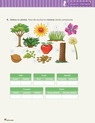 Evaluación intermedia
4. Ordena las plantas. Para ello escribe los números donde corresponda.
Tallo Fruto Semilla
Suave Áspero Seco Carnoso Alargada Redonda
Tamaño Flores
Árbol Arbusto Hierba Pocos pétalos Muchos pétalos
1
2
7
9
8
3 5
4
10 116