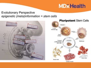 Cellular programming 
Evolutionary Perspective 
epigenetic (meta)information = stem cells 
 