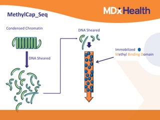 MethylCap_Seq 
DNA Sheared 
Immobilized 
Methyl Binding Domain 
Condensed Chromatin 
DNA Sheared 
 