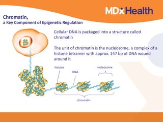 Chromatin, 
a Key Component of Epigenetic Regulation 
Cellular DNA is packaged into a structure called 
chromatin 
The unit of chromatin is the nucleosome, a complex of a 
histone tetramer with approx. 147 bp of DNA wound 
around it 
histone nucleosome 
DNA 
Epigenetics I Intoduction | Oncology | Biomarker 
chromatin 
 