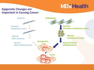 Epigenetic Changes are 
Important in Causing Cancer 
GENETIC EPIGENETIC 
Example: 
Replication errors 
Example: 
Chromatin modification errors 
Altered 
DNA sequence 
Altered 
DNA/mRNA/proteins 
Altered 
chromatin structure 
Altered levels of 
mRNA/proteins 
X X 
Oncogenesis 
Tumor 
 