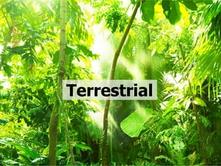 © 2014 Xtera Communications, Inc. Proprietary & Confidential 17
Terrestrial
 