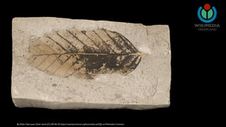 NEDERLAND 
By Didier Descouens (Own work) [CC-BY-SA-4.0 (http://creativecommons.org/licenses/by-sa/4.0)], via Wikimedia Commons 
 