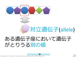 21 
対立遺伝子(allele) 
ある遺伝子座において遺伝子 がとりうる別の値  