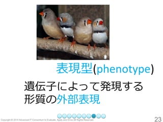 表現型(phenotype) 
遺伝子によって発現する 形質の外部表現 
23 
 