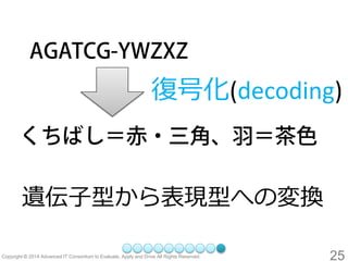 復号化(decoding) 
遺伝子型から表現型への変換 
25 
 