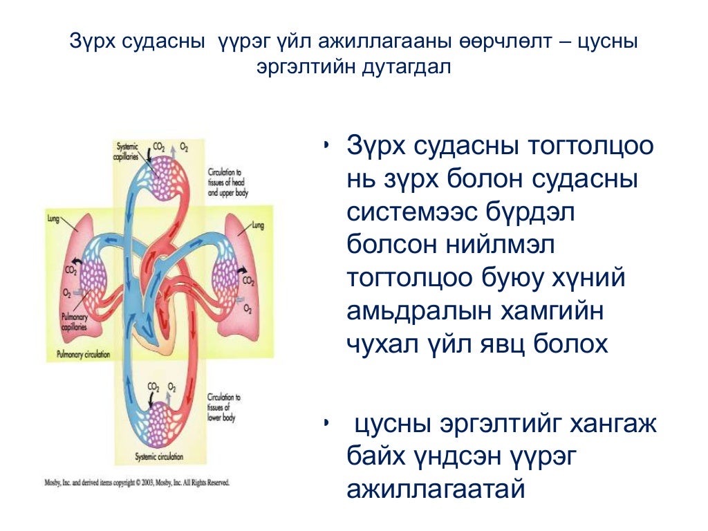 20141118 зүрх судасны тогтолцооны өөрчлөлт