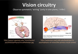 Vision circuitry 
Observe symmetric ‘wiring’ (only in one plane, I infer) 
http://webvision.med.utah.edu/book/part-ix- psychophysics-of-vision/the-primary-visual-cortex/ 
http://www1.appstate.edu/~kms/classes/ psy3203/EyePhysio/VisualPathways.jpg  