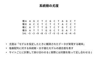 系統樹の尤度 
種A A G C T C G C T A G C T 
種B A C C T C T C T A C C T 
種C A T T T G T C T G T C T 
種D A T T T G G C T G A T T 
lnL -5 -3 -9 -8 -5 -7 -5 -5 -4 -6 -4 -5 
● 尤度は「モデルを仮定したときに観測されたデータが実現する確率」 
● 塩基配列に対する系統樹・分子進化モデルの適合度を表す 
● サイトごとに計算して掛け合わせる( 実際には対数を取って足し合わせる) 
 