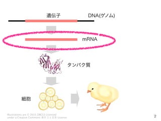 2
DNA(Υ)
mRNA
z
ѥ|

Illustrations are ? 2011 DBCLS Licensed
under a Creative Commons ʾ 2.1 ձ License
 