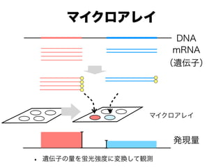 ޥ쥤
? zӤw⏊ȤˉQQy
ޥ쥤
DNA
mRNA
zӣ
kF
 