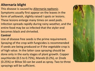 Seed production of Radish | PPTX