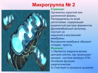 Микрогруппа № 2
Строение:
Органеллы округлой или
удлиненной формы,
Распределены по всей
цитоплазме, содержащие
водянистый раствор ферментов.
Двухмембранный органоид.
Состоит из
наружной и внутренней
мембраны.
Внутренняя мембрана образует
складки - кристы.
Функции:
1) Является энергетическим
центром клетки, где происходит
процесс синтеза молекул АТФ.
Основная функция
энергетическая.
2) Участвует в процессе дыхания.
 