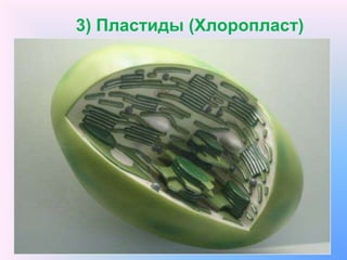 3) Пластиды (Хлоропласт)
 
