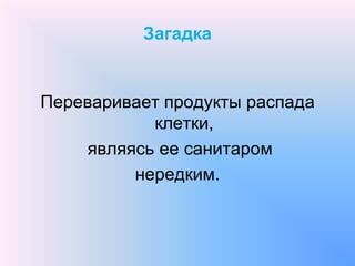 Загадка
Переваривает продукты распада
клетки,
являясь ее санитаром
нередким.
 