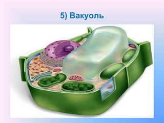 5) Вакуоль
 