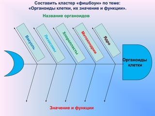 Составить кластер «фишбоун» по теме:
«Органоиды клетки, их значение и функции».
Значение и функции
Название органоидов
Органоиды
клетки
 