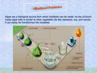 Algae are a biological source from which biodiesel can be made. As the oil found
inside algal cells is similar to other vegetable oils like rapeseed, soy, and canola,
it can easily be transformed into biodiesel.
 