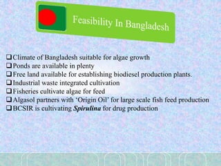 Climate of Bangladesh suitable for algae growth
Ponds are available in plenty
Free land available for establishing biodiesel production plants.
Industrial waste integrated cultivation
Fisheries cultivate algae for feed
Algasol partners with ‘Origin Oil’ for large scale fish feed production
BCSIR is cultivating Spirulina for drug production
 