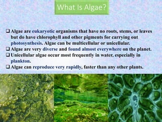 What Is Algae?
Algae are eukaryotic organisms that have no roots, stems, or leaves
but do have chlorophyll and other pigments for carrying out
photosynthesis. Algae can be multicellular or unicellular.
Algae are very diverse and found almost everywhere on the planet.
Unicellular algae occur most frequently in water, especially in
plankton.
Algae can reproduce very rapidly, faster than any other plants.
 