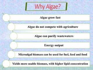 Algae grow fast
Algae do not compete with agriculture
Algae can purify wastewaters
Energy output
Microalgal biomass can be used for fuel, feed and food
Yields more usable biomass, with higher lipid concentration
 